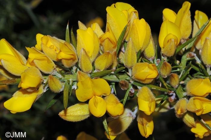 Ulex europaeus