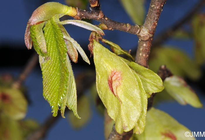 Ulmus glabra