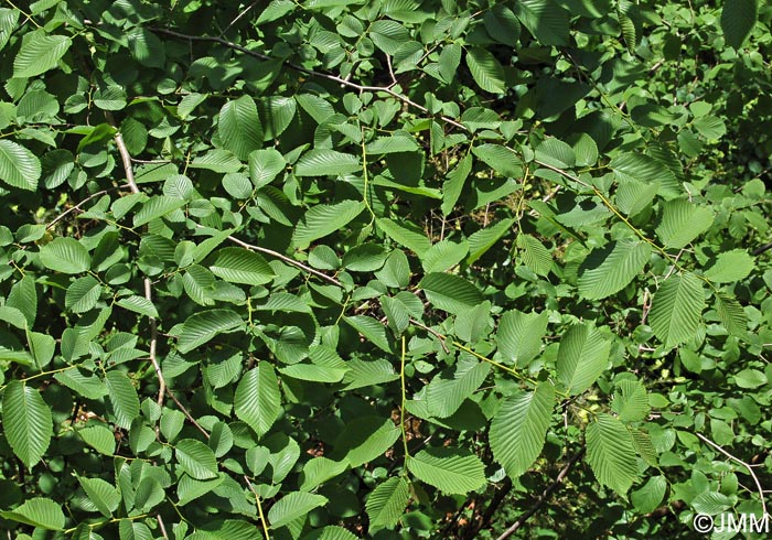 Ulmus glabra