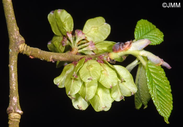 Ulmus glabra