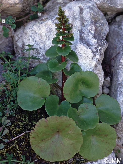 Umbilicus parviflorus