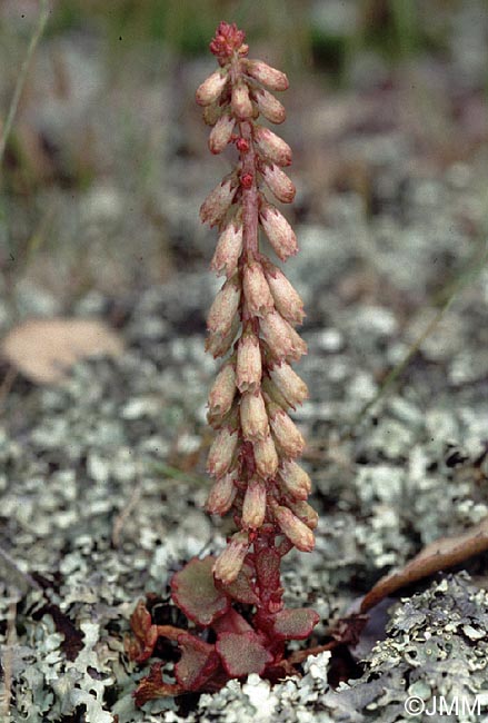 Umbilicus rupestris