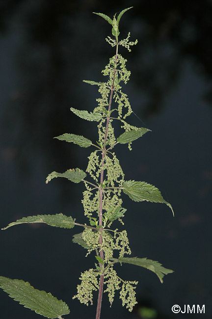 Urtica dioica