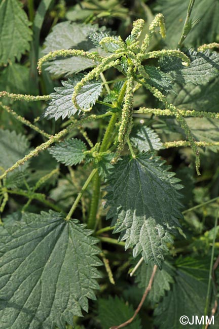 Urtica membranacea = Urtica dubia