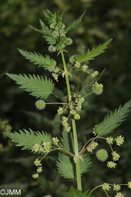 Urtica pilulifera