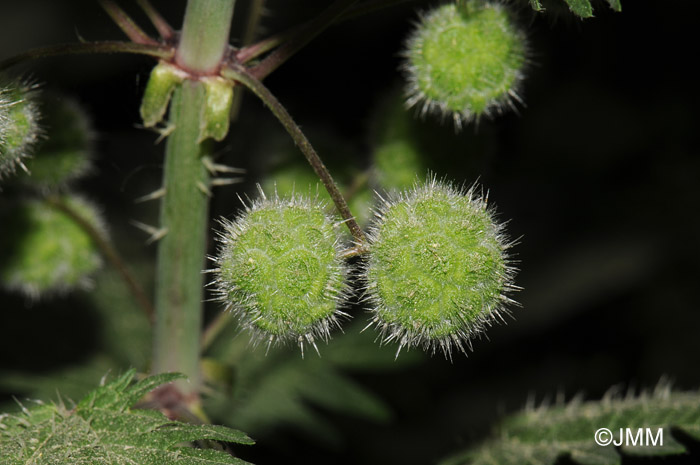 Urtica pilulifera