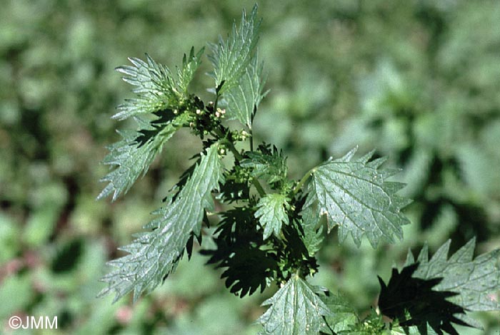 Urtica urens