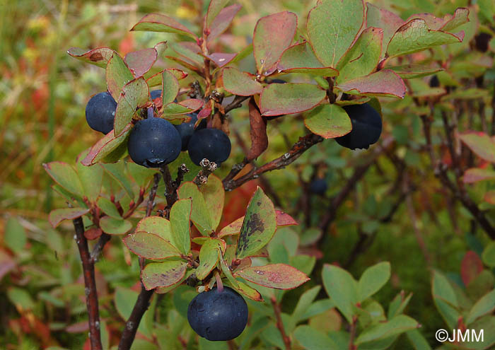 Vaccinium gaultherioides