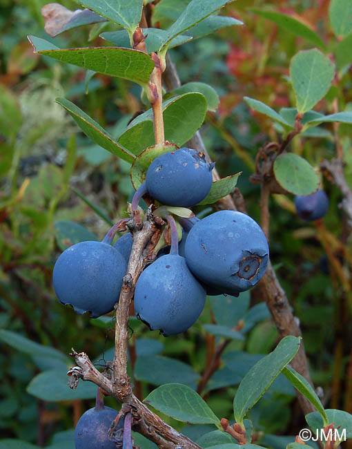 Vaccinium gaultherioides