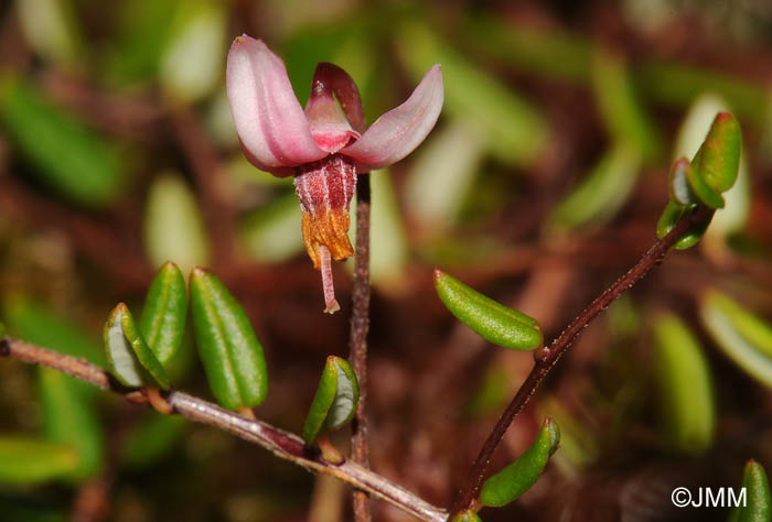 Vaccinium microcarpum