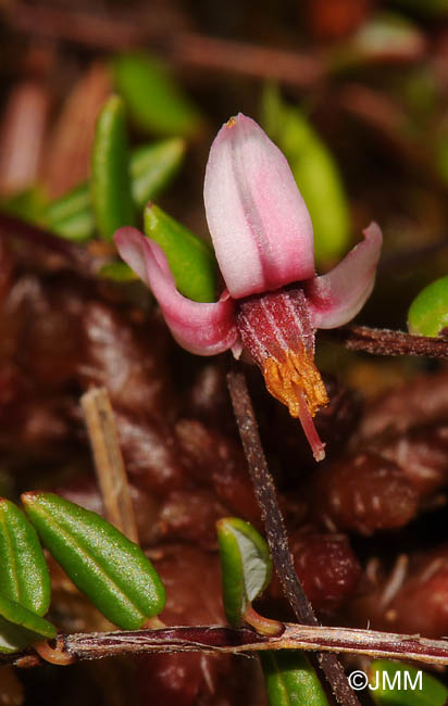 Vaccinium microcarpum