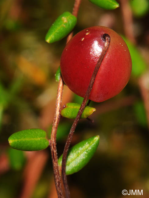 Vaccinium microcarpum