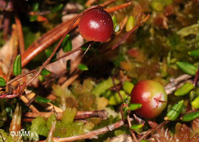 Vaccinium microcarpum