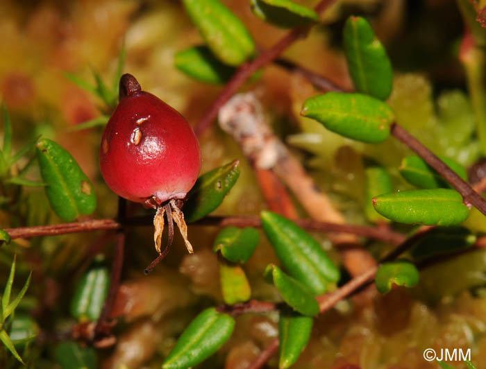 Vaccinium microcarpum