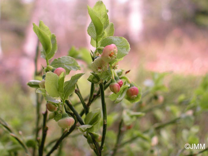 Vaccinium myrtillus