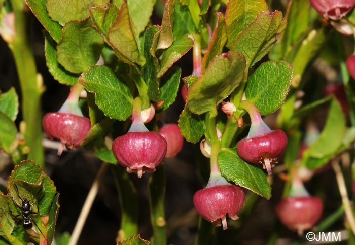 Vaccinium myrtillus