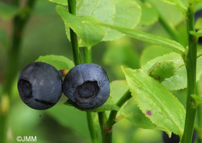 Vaccinium myrtillus