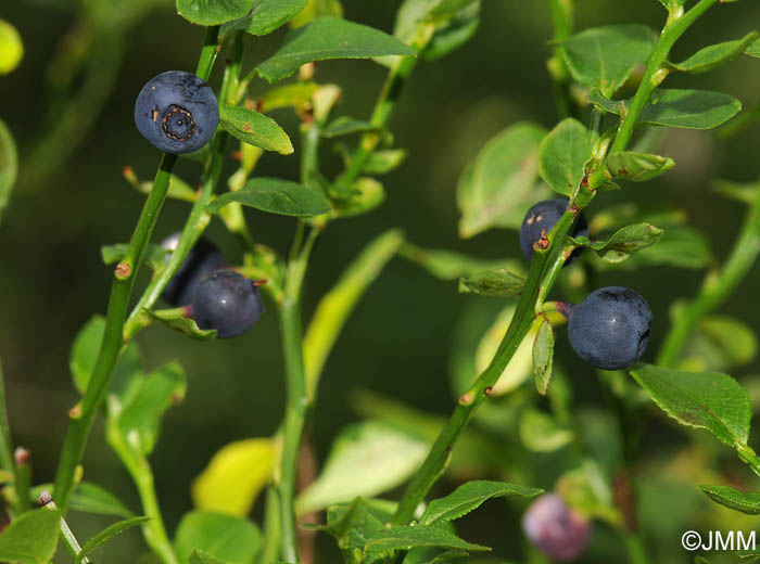 Vaccinium myrtillus