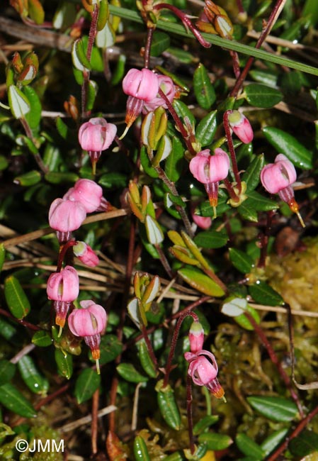 Vaccinium oxycoccos