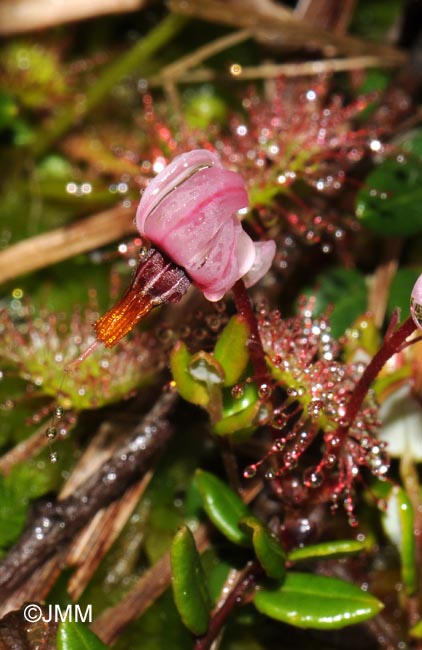 Drosera rotundifolia et Vaccinium oxycoccos