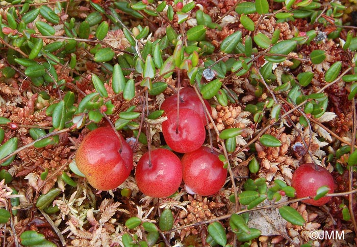 Vaccinium oxycoccos