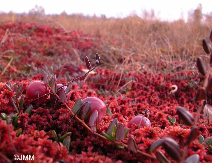 Vaccinium oxycoccos