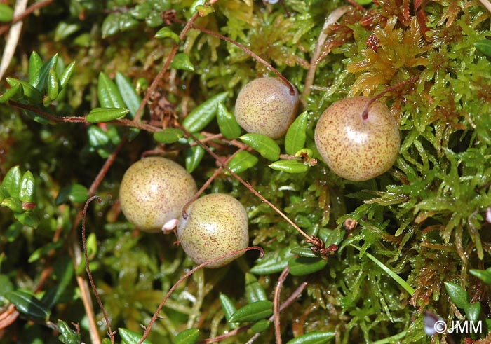 Vaccinium oxycoccos