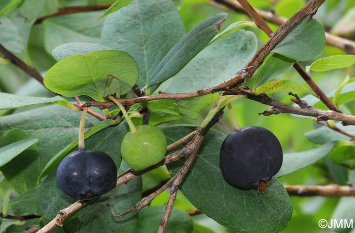 Vaccinium uliginosum subsp. uliginosum