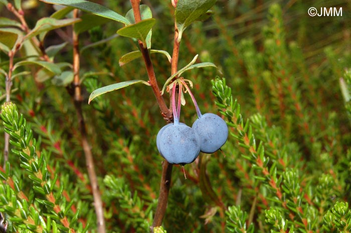 Vaccinium uliginosum & Empetrum nigrum subsp. nigrum