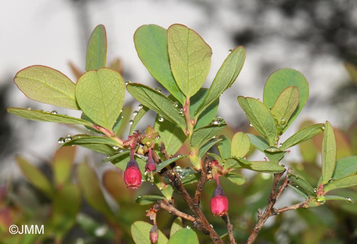 Vaccinium uliginosum subsp. uliginosum