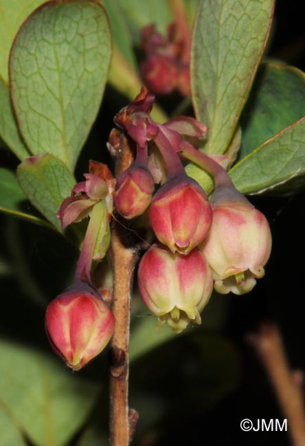 Vaccinium uliginosum subsp. uliginosum