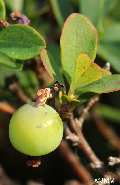 Vaccinium uliginosum subsp. uliginosum