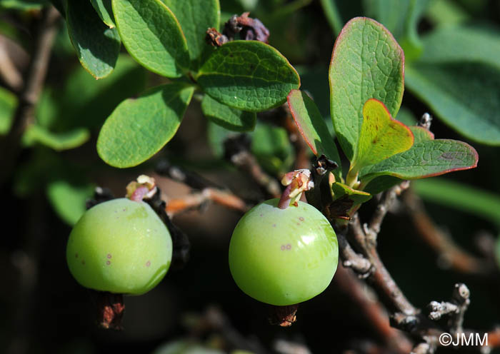 Vaccinium uliginosum