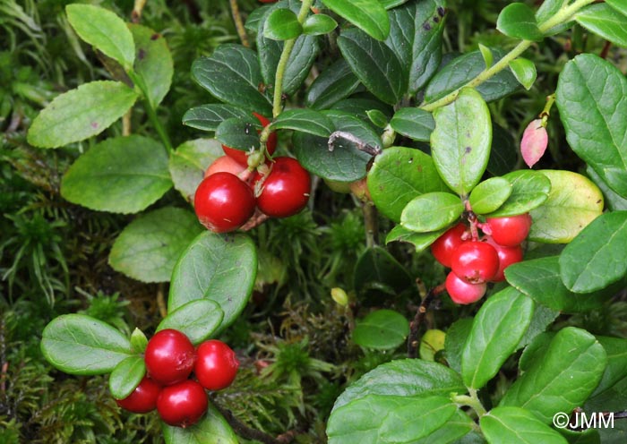 Vaccinium vitis-idaea