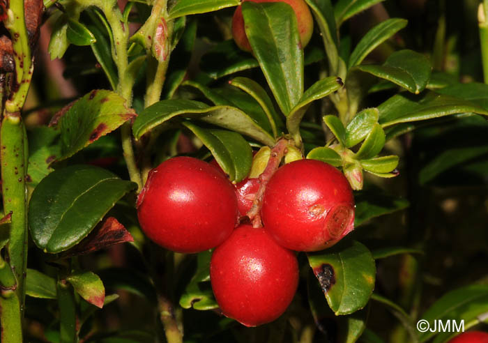 Vaccinium vitis-idaea