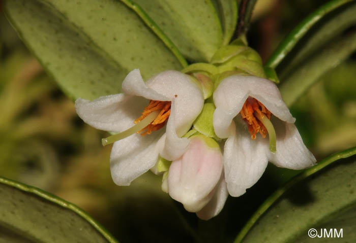 Vaccinium vitis-idaea