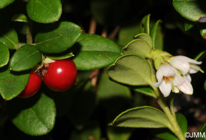 Vaccinium vitis-idaea