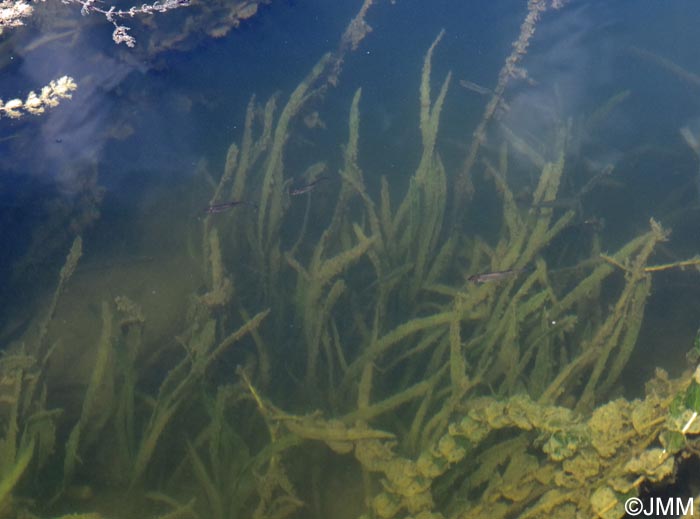 Vallisneria spiralis