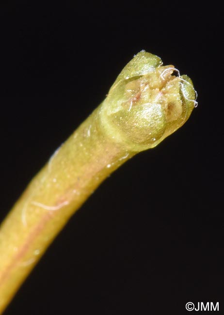 Vallisneria spiralis