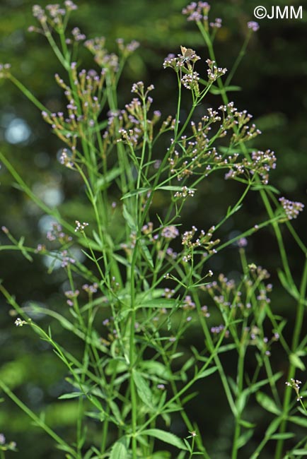 Verbena brasiliensis