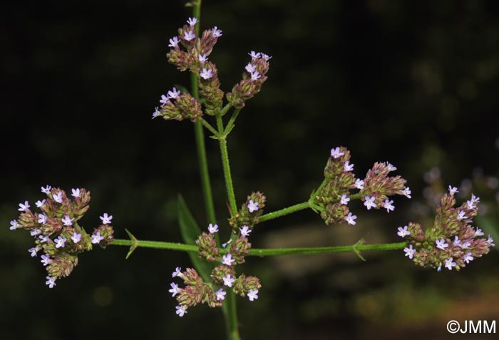 Verbena brasiliensis