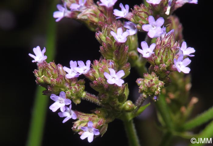 Verbena brasiliensis
