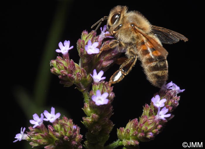Verbena brasiliensis