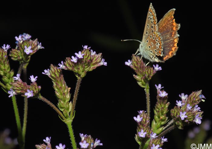 Verbena brasiliensis