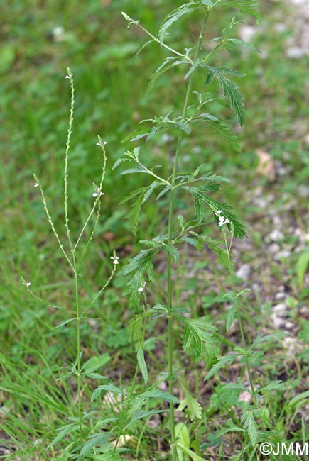 Verbena officinalis