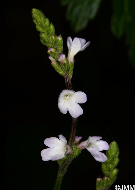 Verbena officinalis