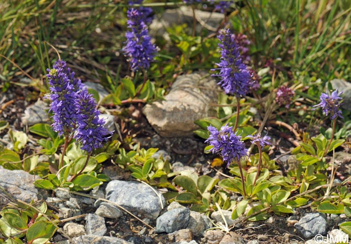 Veronica allionii