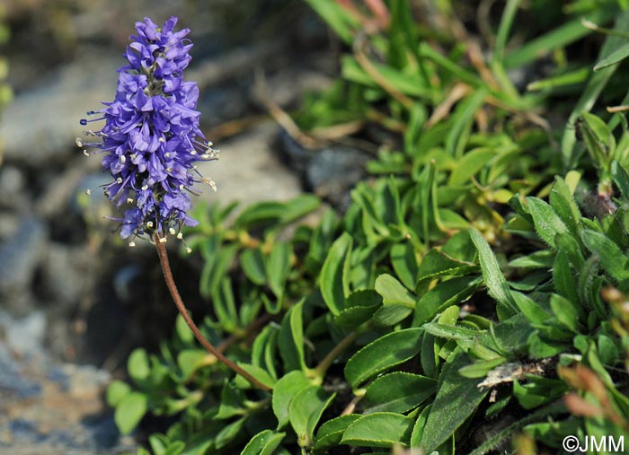 Veronica allionii