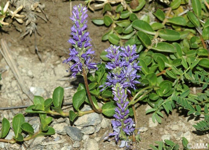 Veronica allionii