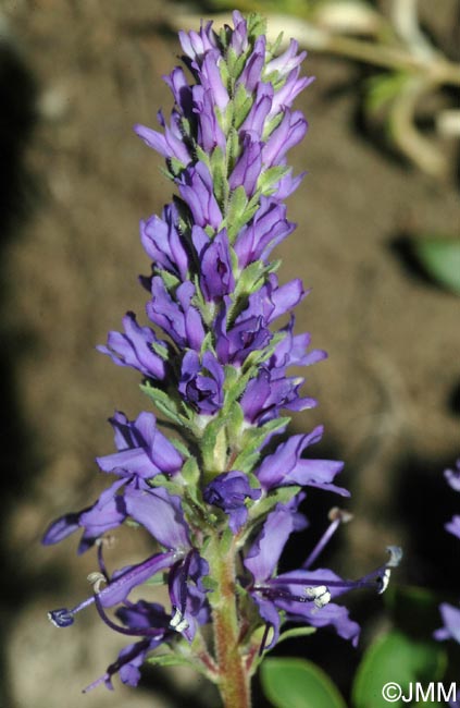 Veronica allionii